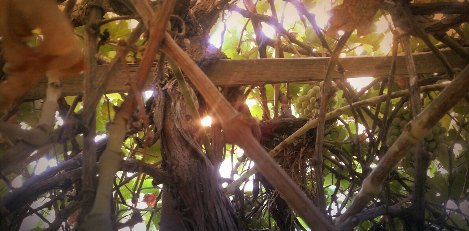 Wild pigeon in grape's tree