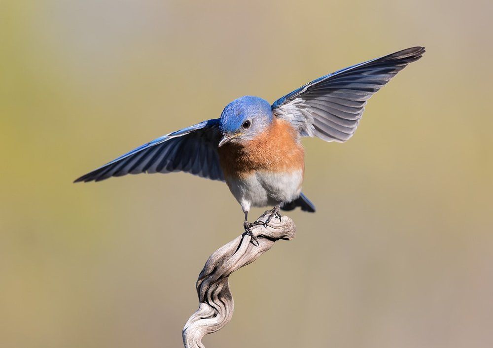 Eastern Bluebird male. Восточная сиалия - самец.
