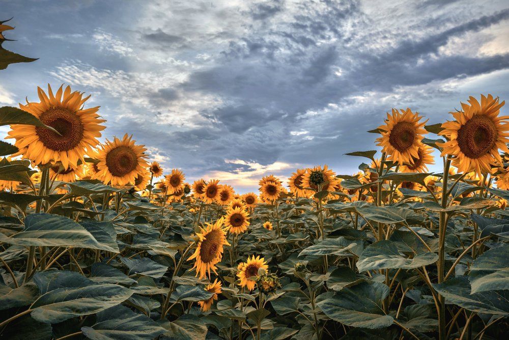 Кубанские подсолнухи