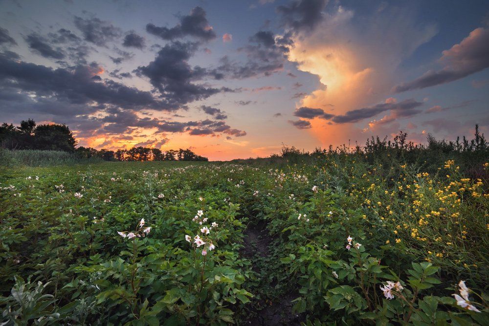 Цветёт картошка