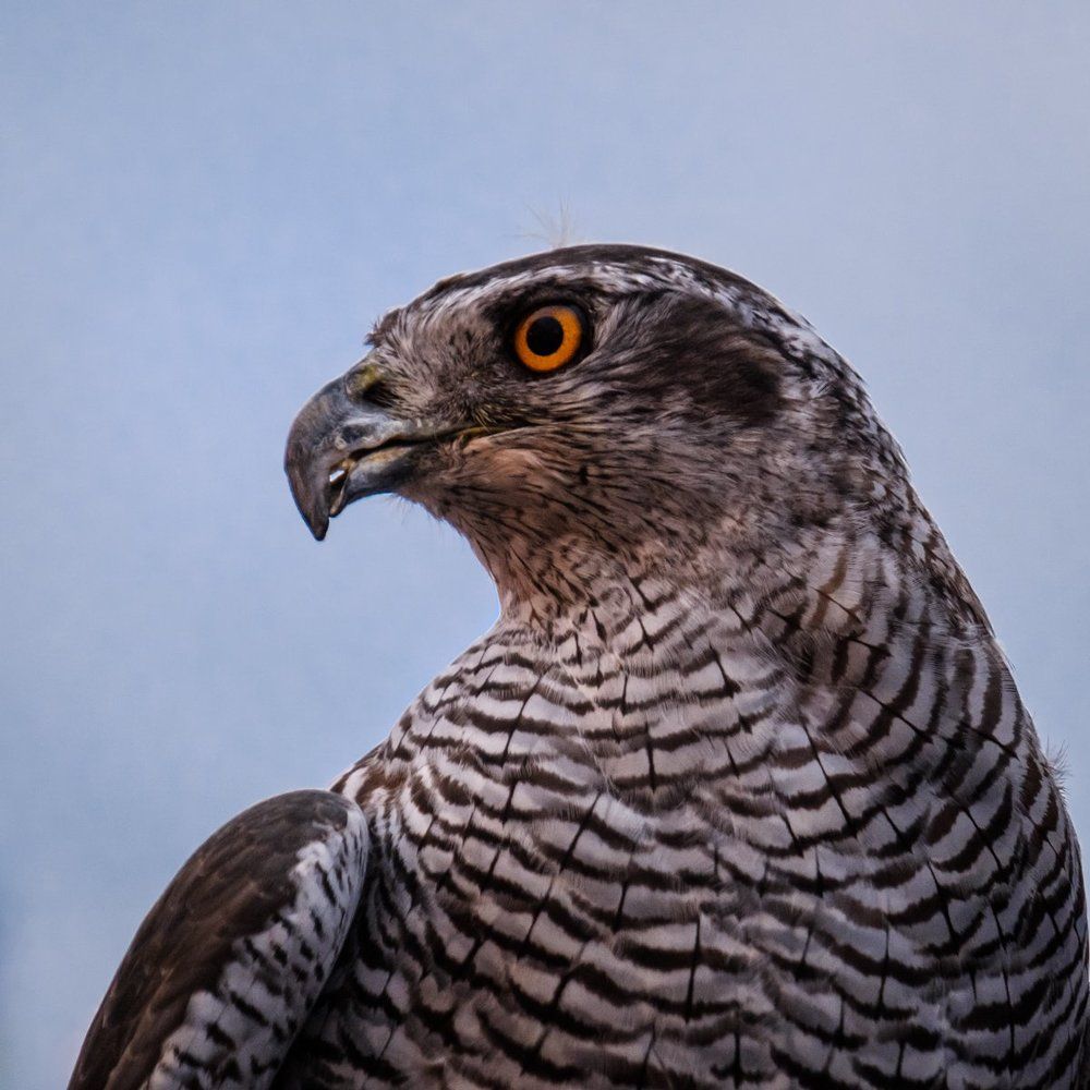 Кремлёвский сокол