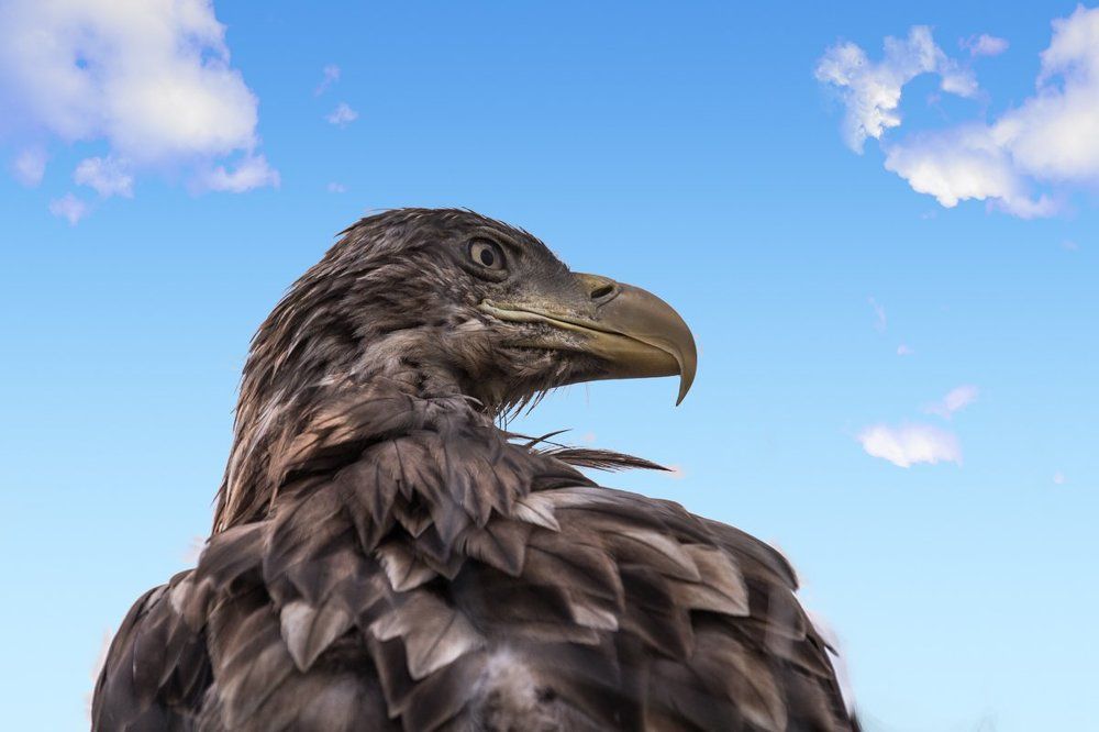 Рождённый свободным