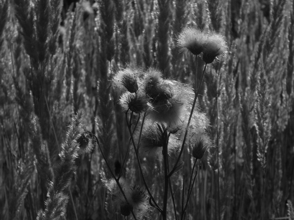 Тоже цветок