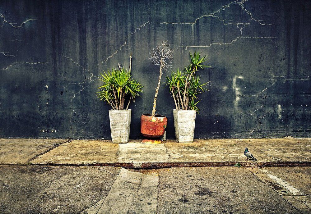 Car Park Potplants