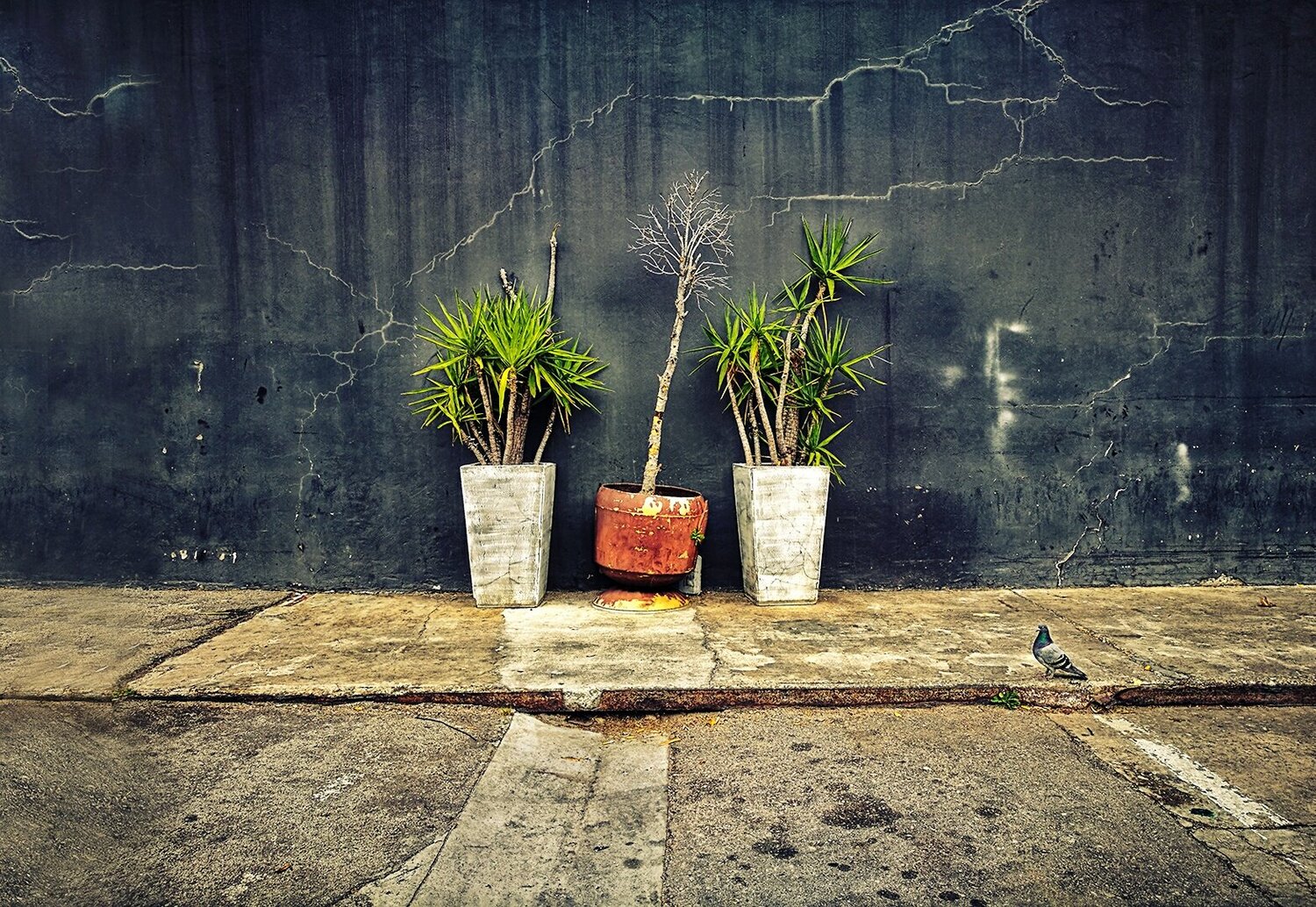 Car Park Potplants