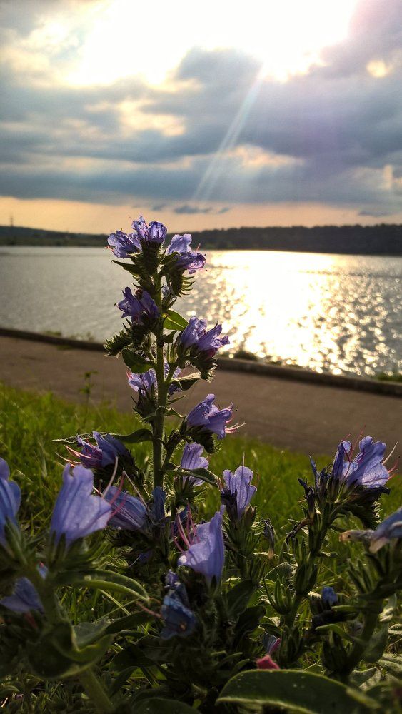 В лучах света