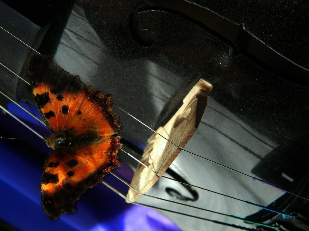 Чудное крылатое существо