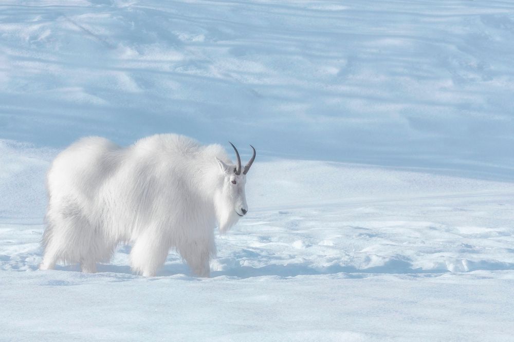 Goat of Snow