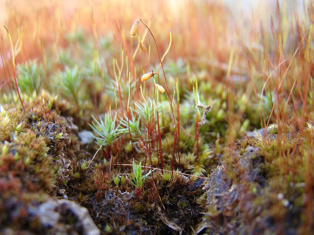 Весенний свет