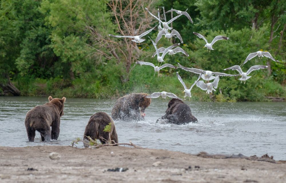 Курильское озеро: медвежий рай