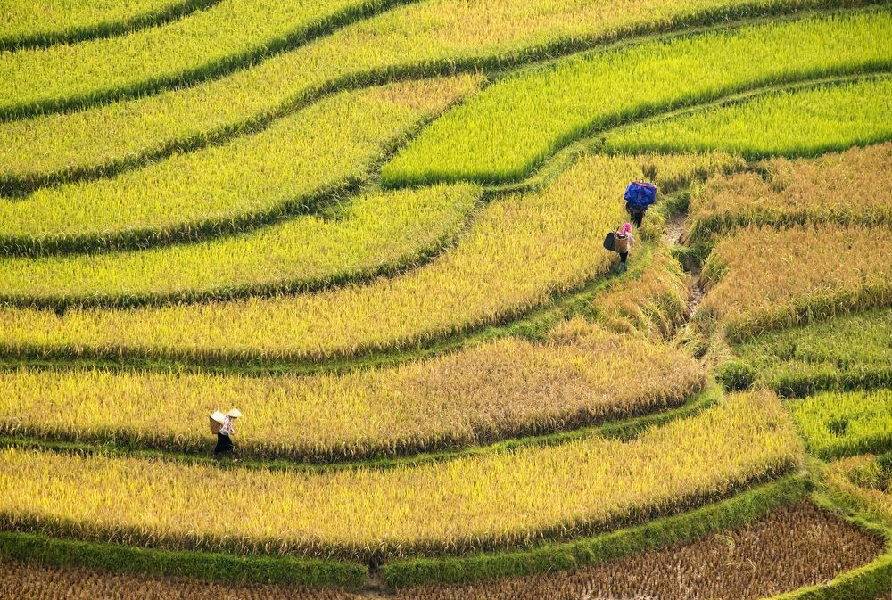 Terraces rice in the gold season