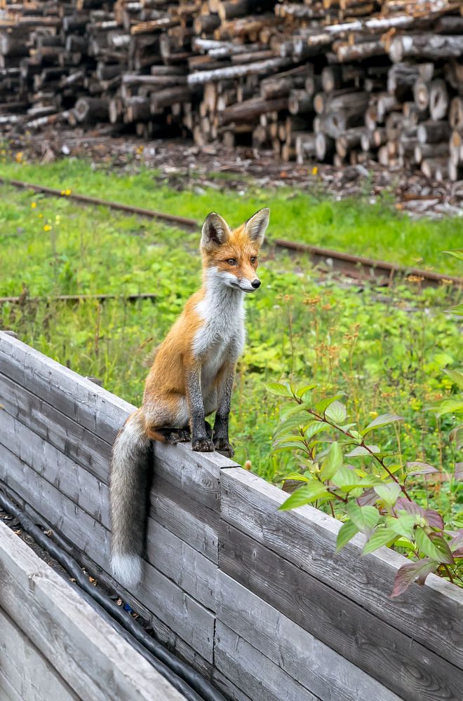 Вот и лето прошло