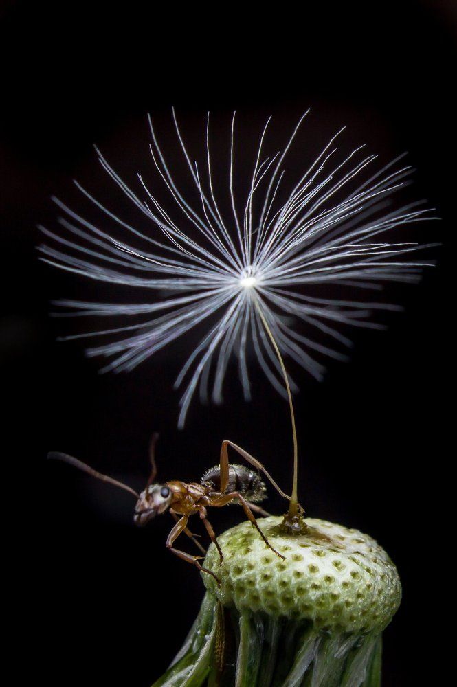 Высоко сижу, далеко гляжу...