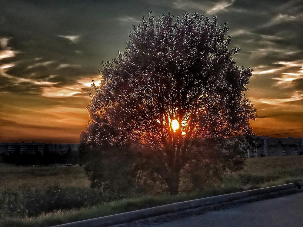 Закат сквозь ветви..