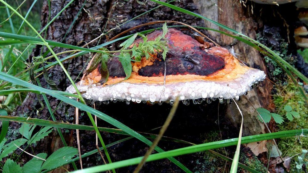 Утро в лесу