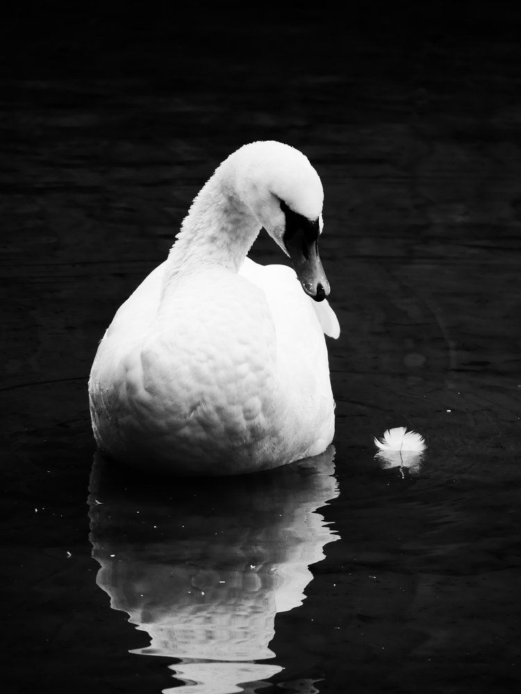 White Swan