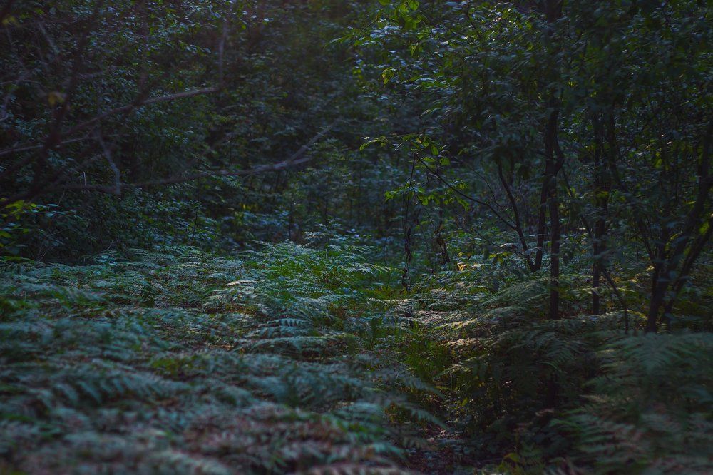 Photograph by Анастасия Хазова