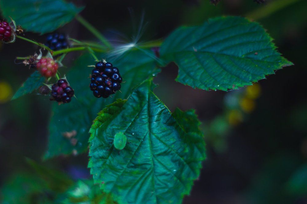 Photograph by Анастасия Хазова