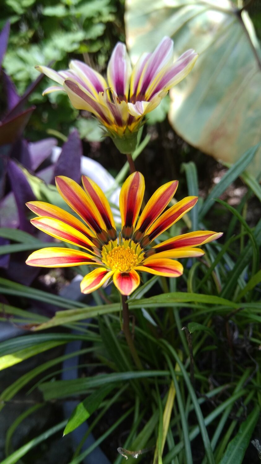 Natural Flower