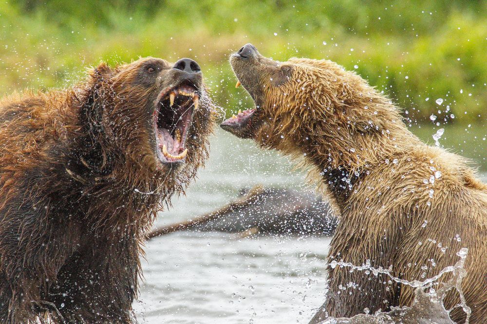 кто тут главный?