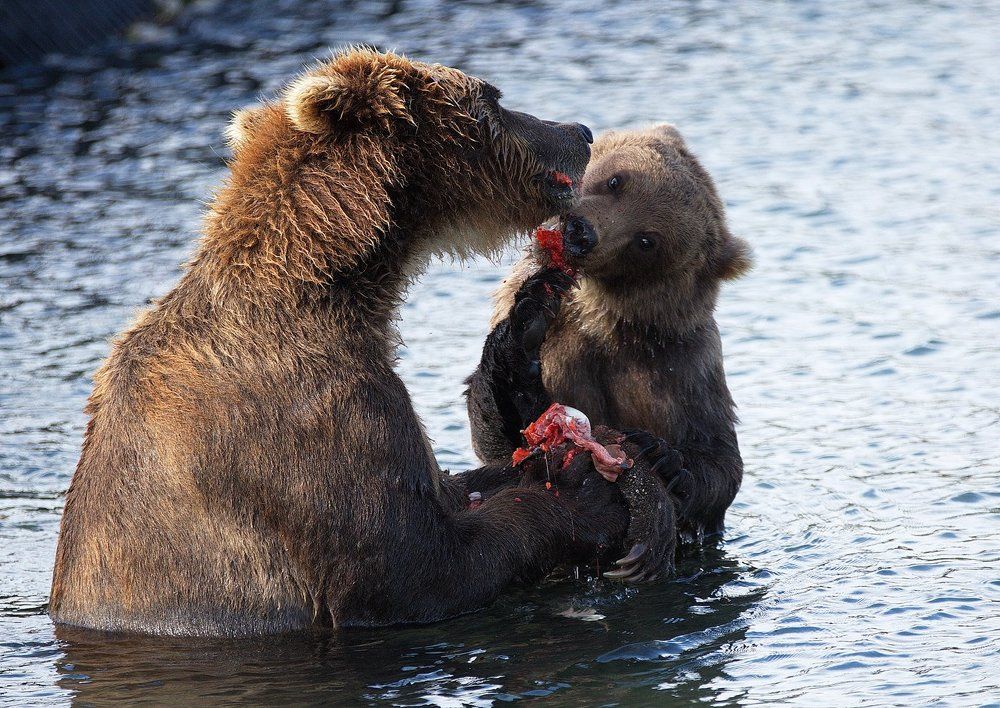 Мамкина радость