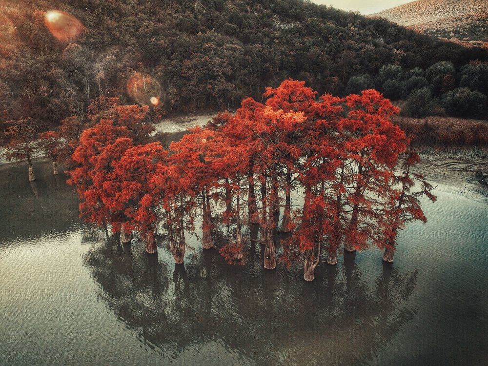 Болотные кипарисы в Сукко