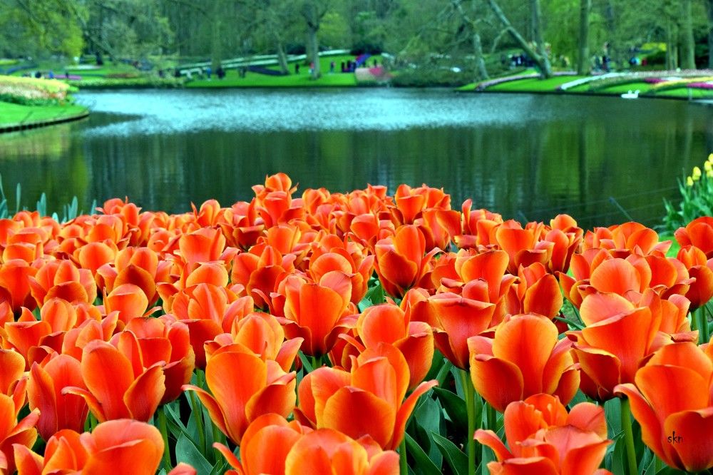 Beautiful Tulips