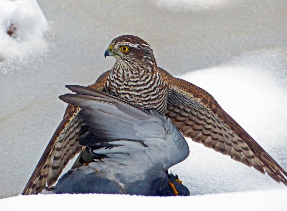 Photograph by Александр Запыленов