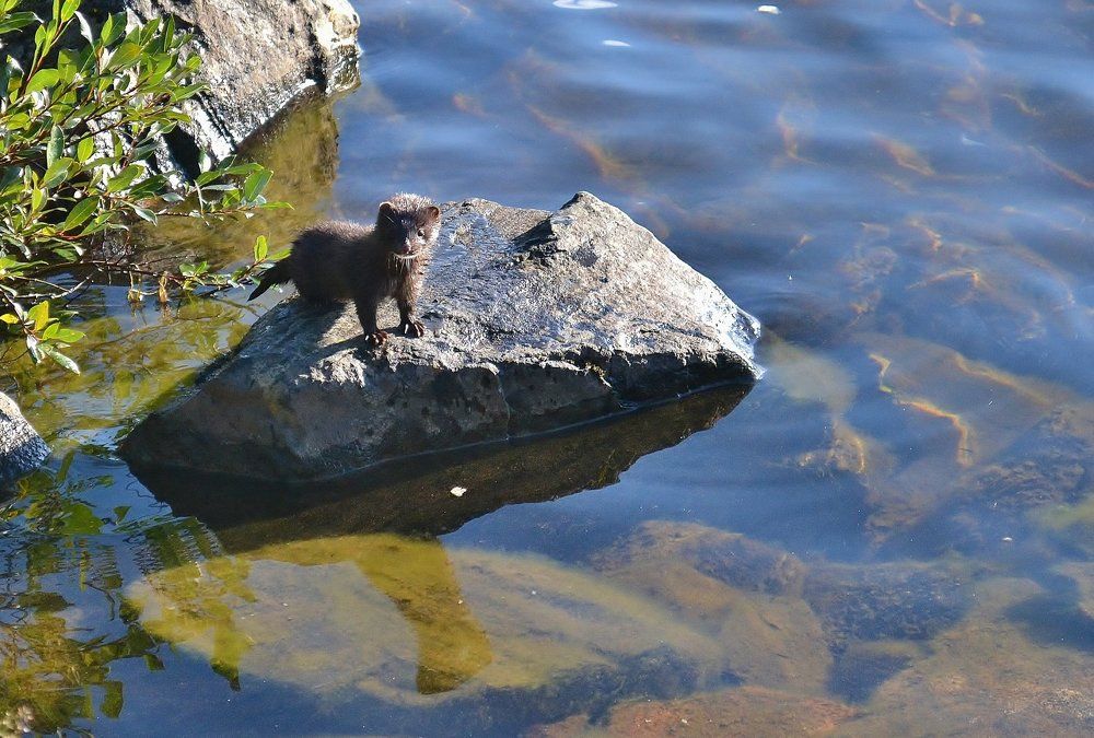 Детёныш выдры