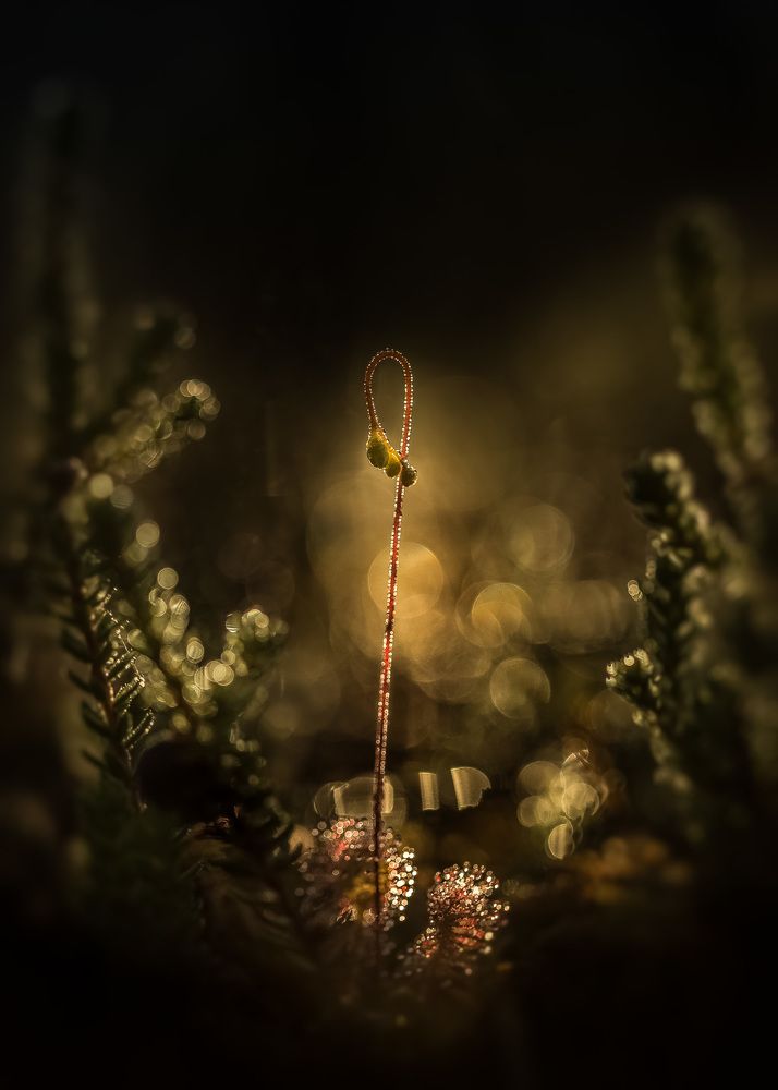 Common sundew