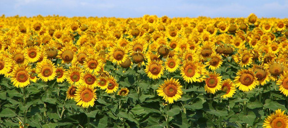 Дети солнца.