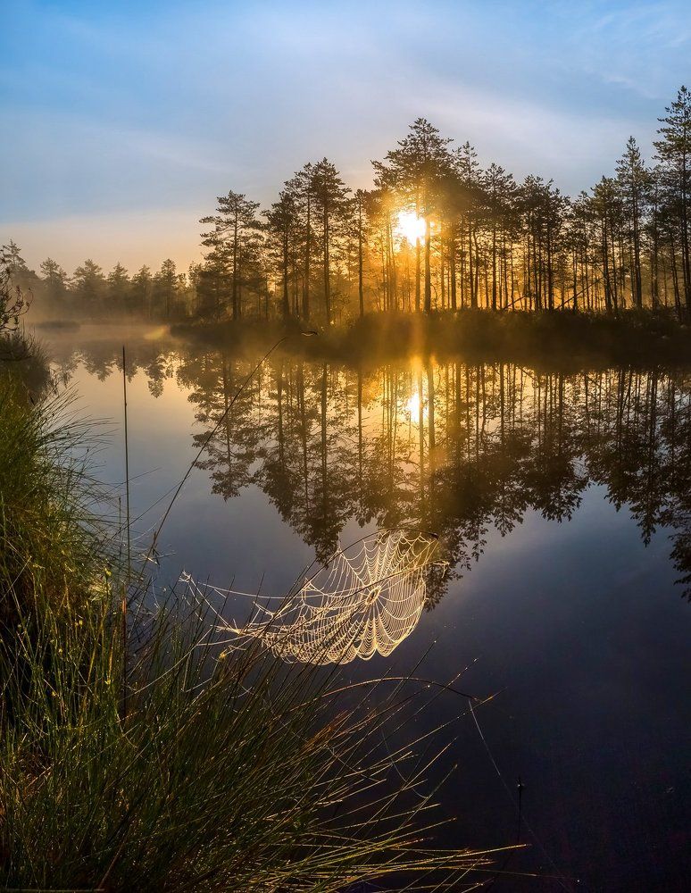 Серебро паутины