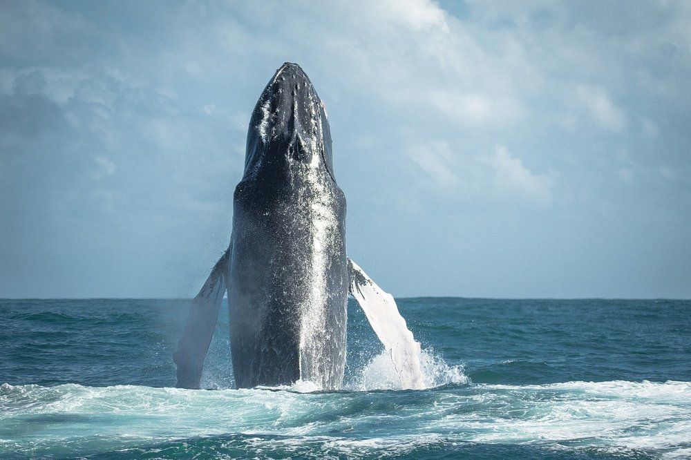 А мне летать охота.