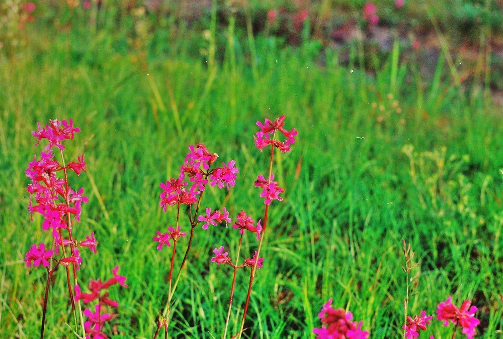 Цветы полевые