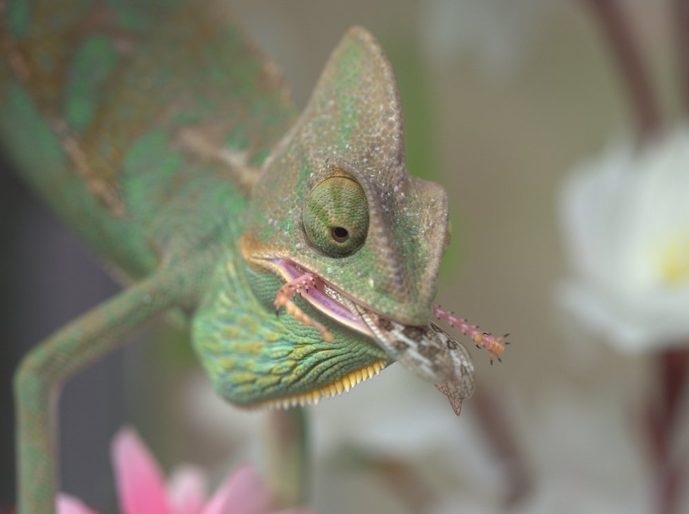 Хамелеон за обедом