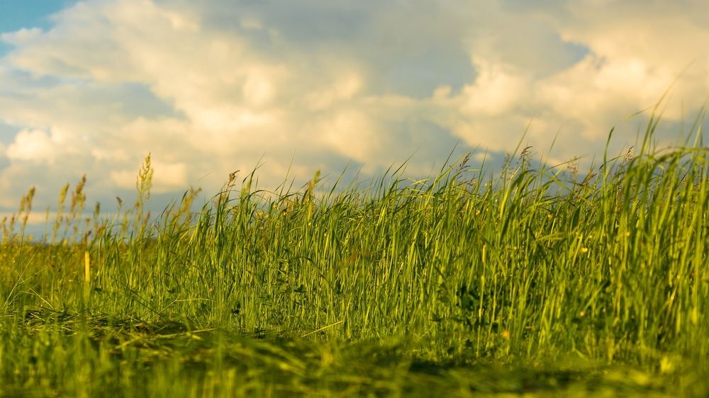 русское поле