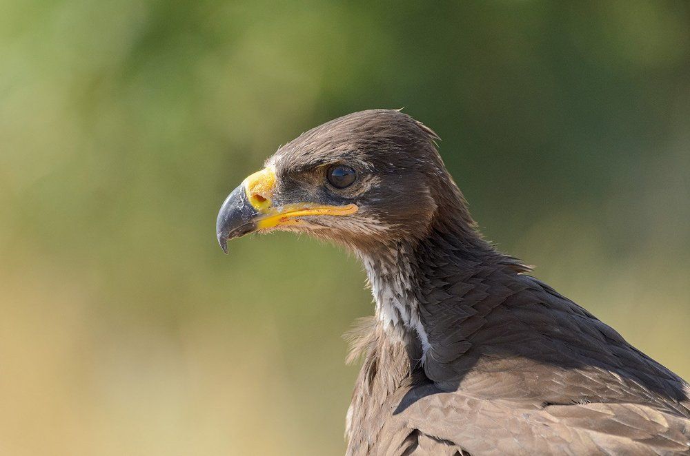 степной орёл