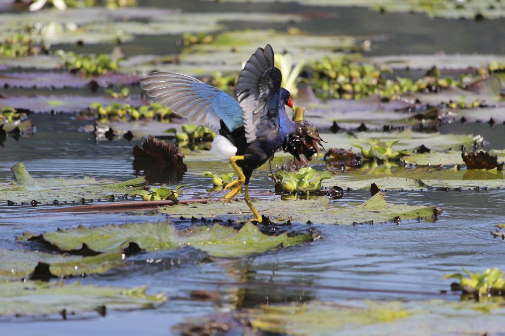 Gallineta Morada cazando (Porphyrio martinicus)