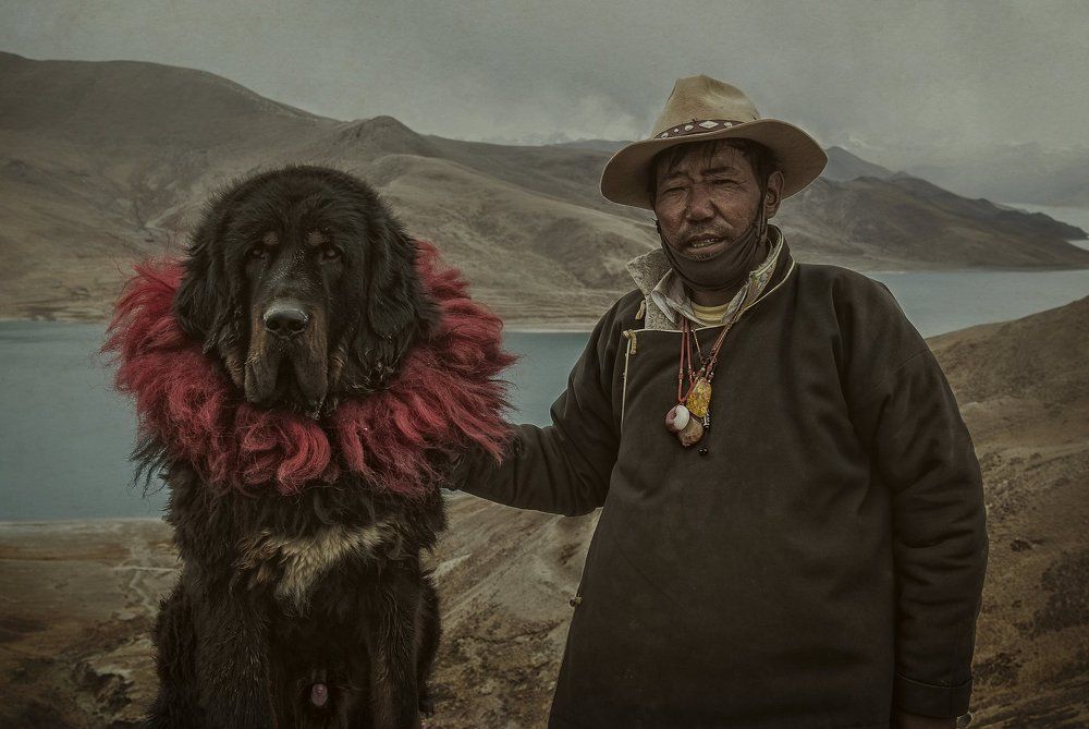 Тибетский мастиф с хозяином