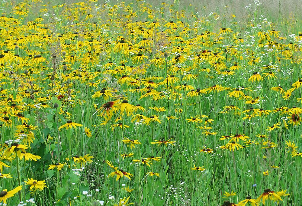 Поле цветов