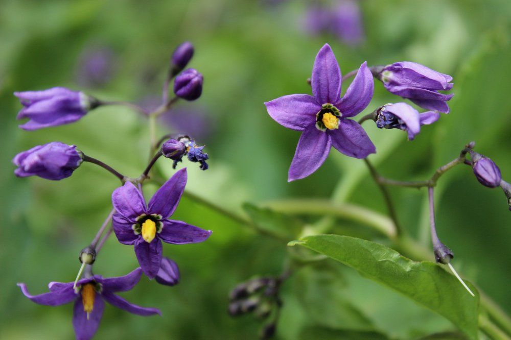 Паслён Китагавы