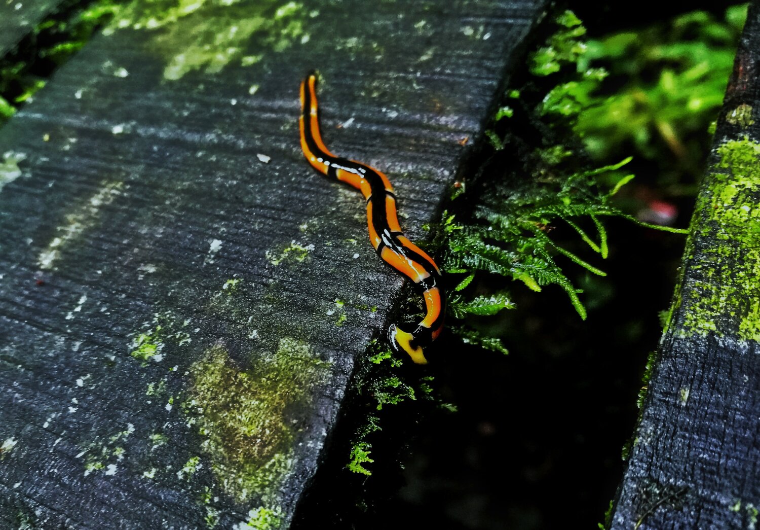 Mini Predator