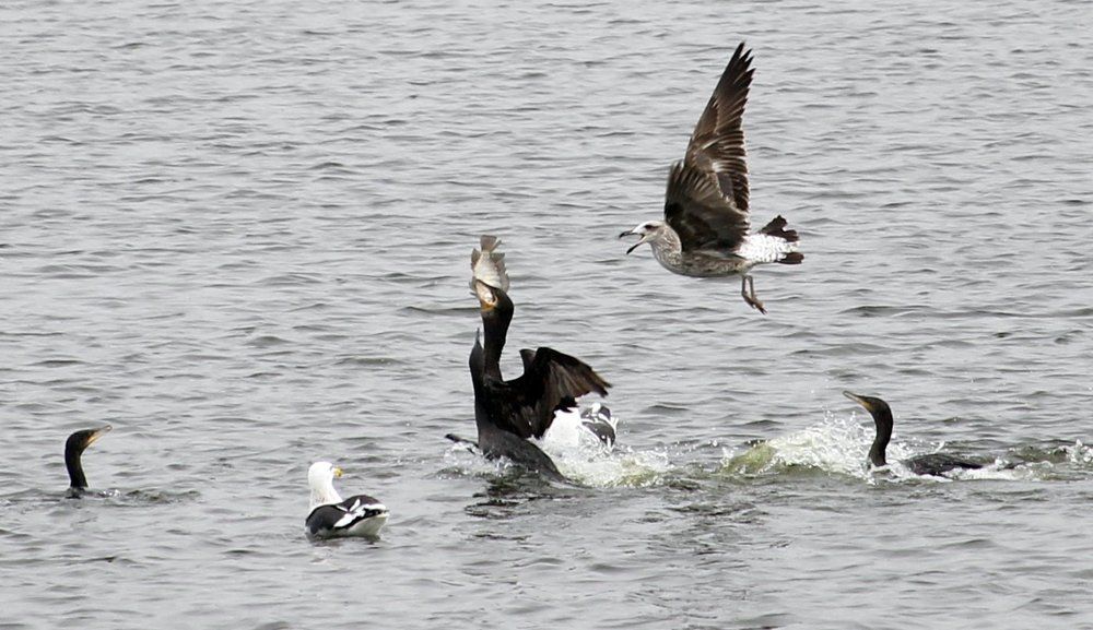 Cormorán cazador y ganador