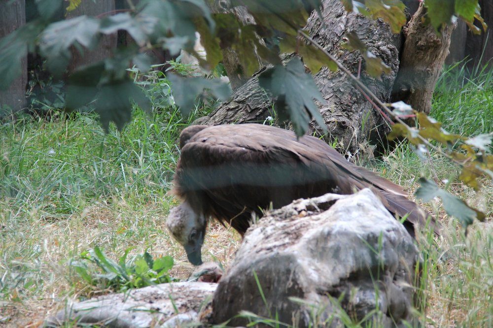 Крылатый хищник