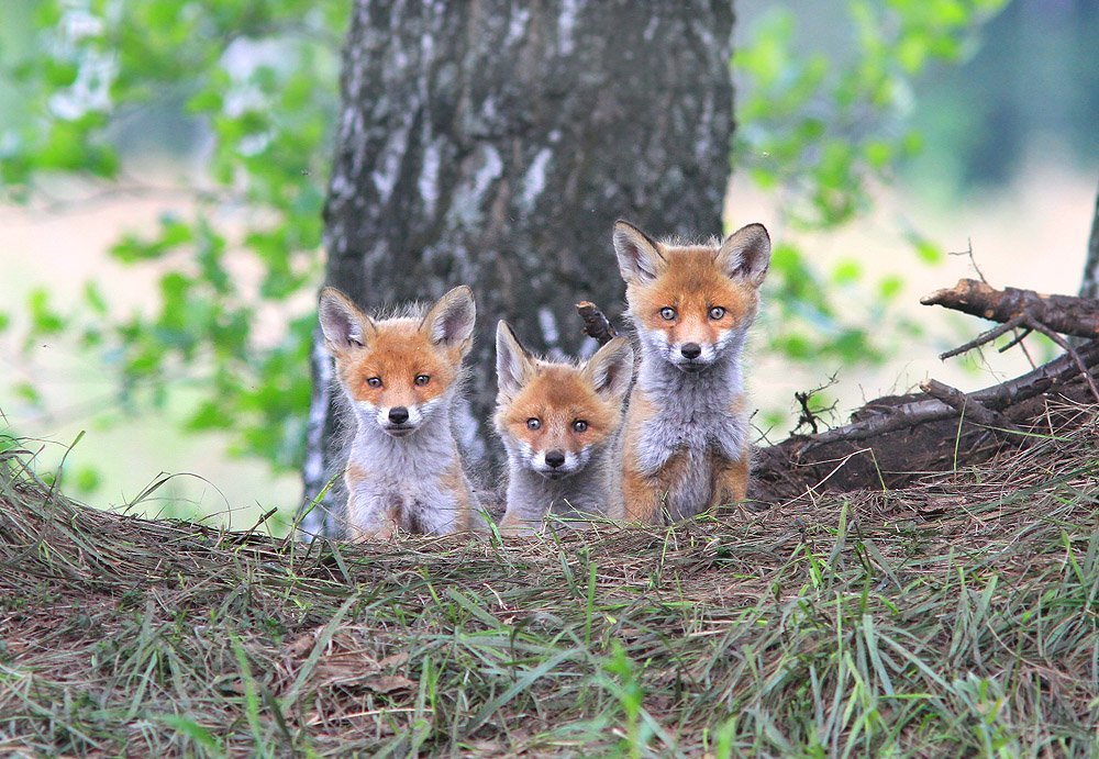 Трое из ларца