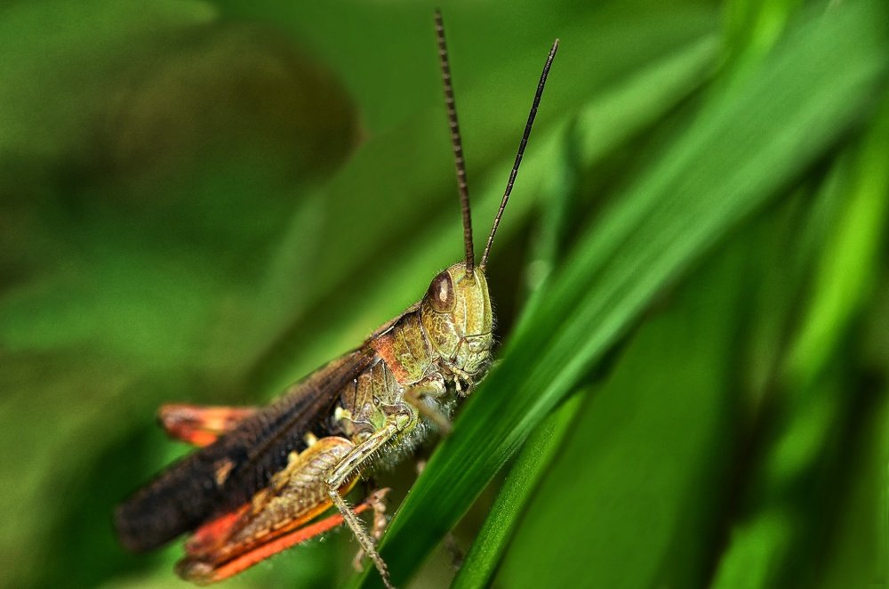 Кузнечик