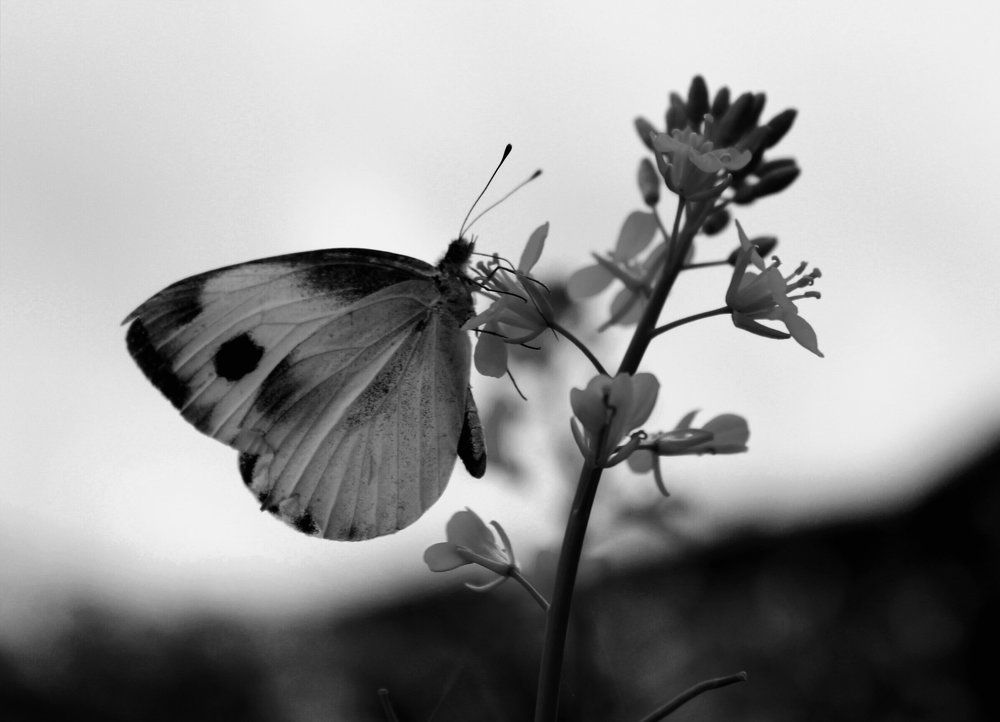 The Beauty of a Tender butterfly