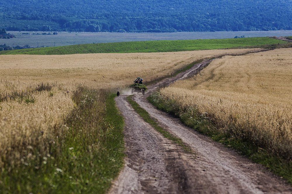 Дорога сквозь поле