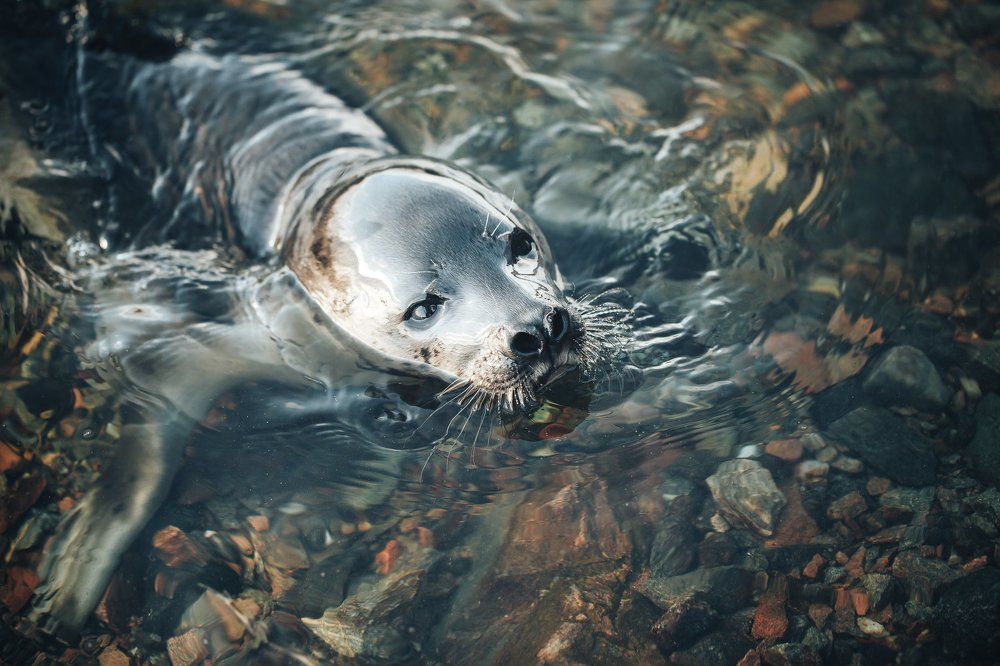 Young Greenland Harp Seal