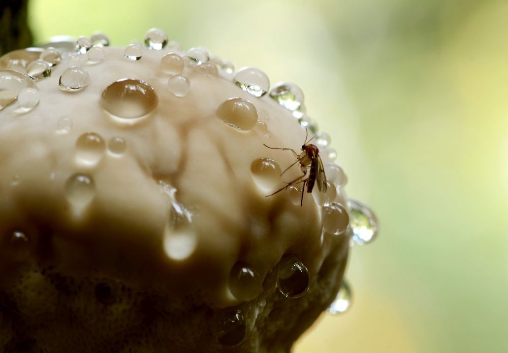 По ком плачет трутовик ?